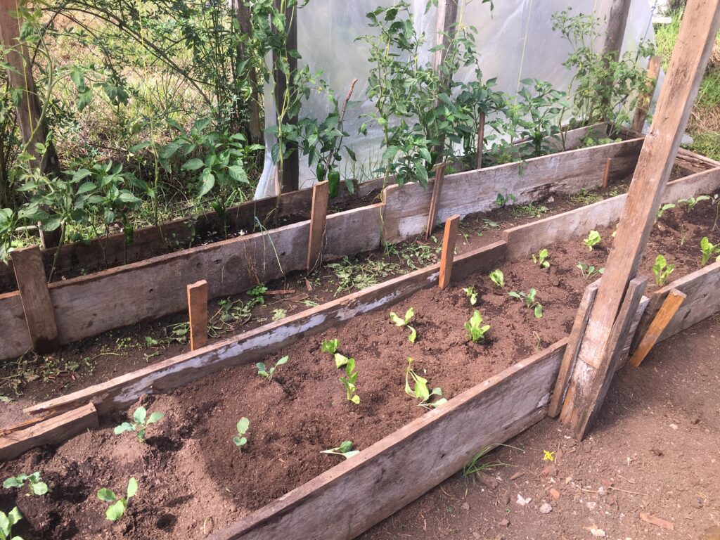A row of small seedlings growing in a greenhouse environment.