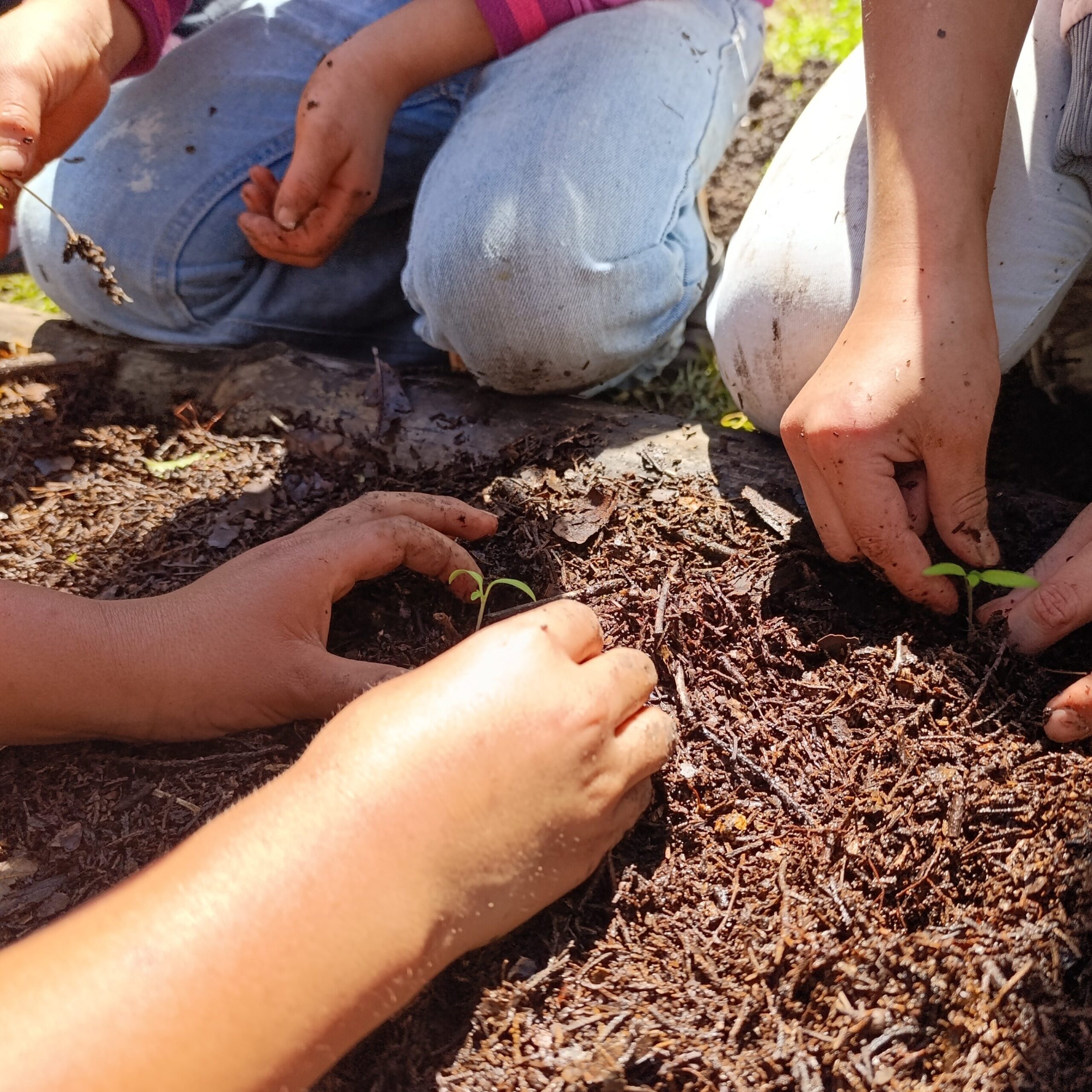 Manos de niños sembrando plántulas en la tierra, mostrando un enfoque en la educación ambiental.
